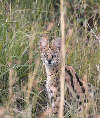 09serval