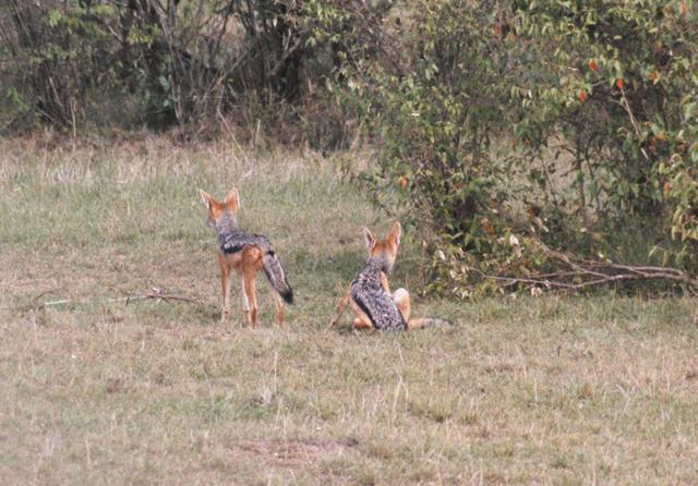 02jackals