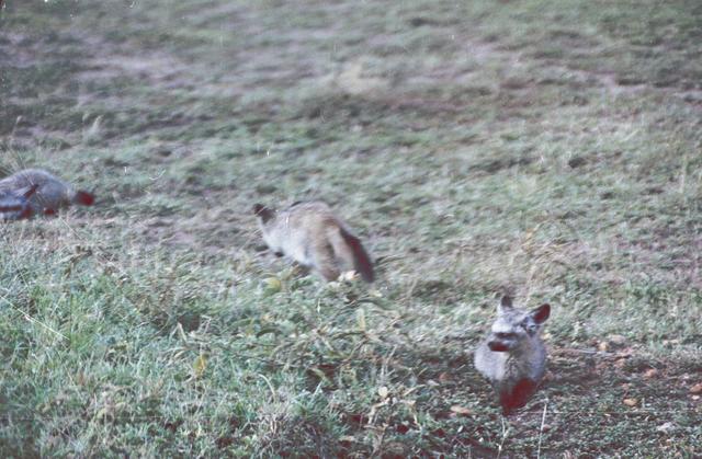 02bat-eared-fox