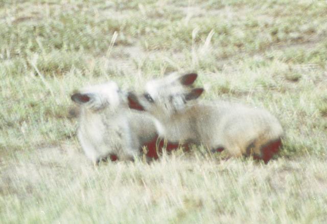 03bat-eared-fox