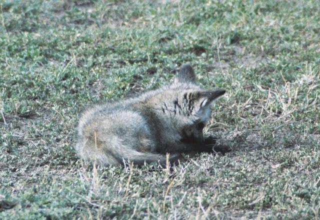 04bat-eared-fox