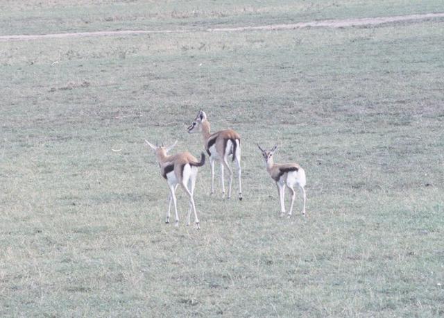 05gazelles