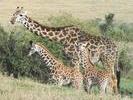 03giraffes