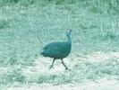 Guinea Fowl