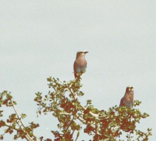 15starling