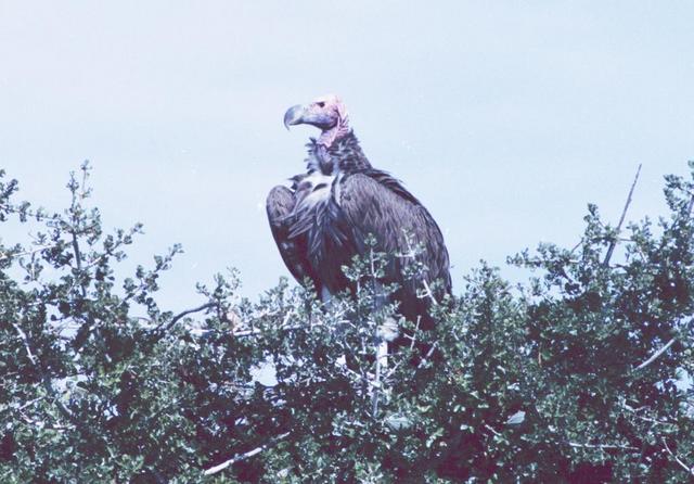 16vulture