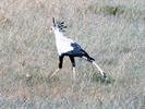 Secretary Bird