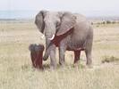 Elephant and baby