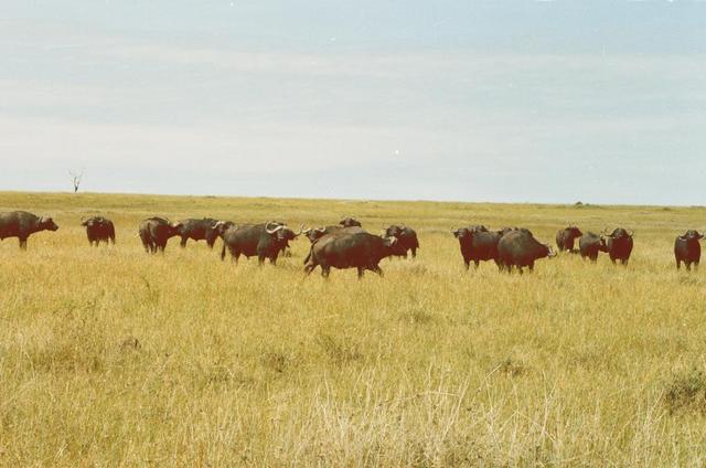 33buffalo