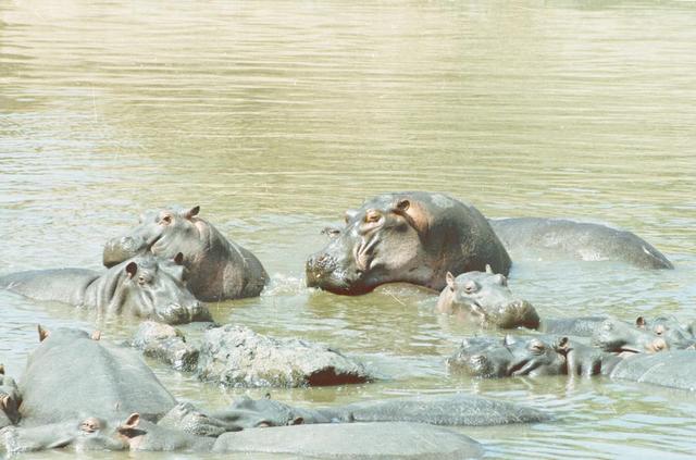 08hippos