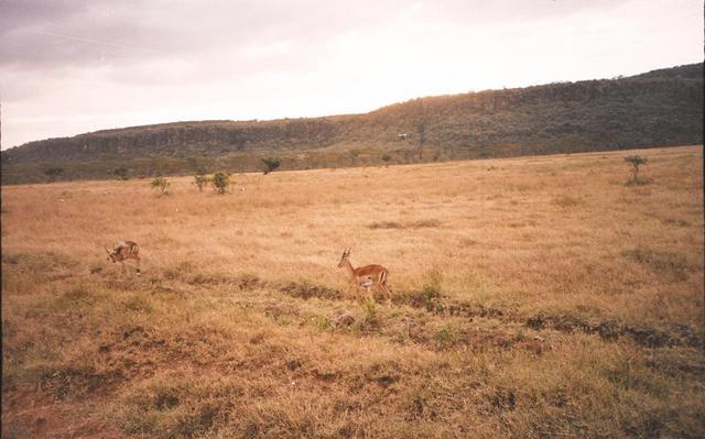 32gazelles