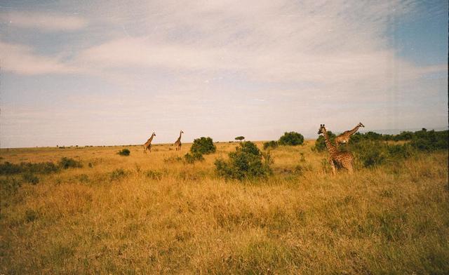 07giraffes