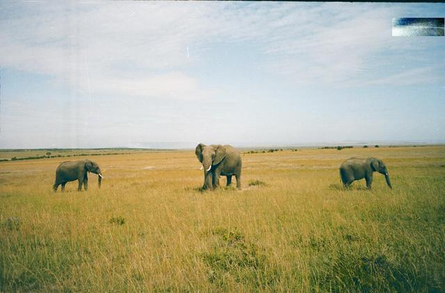 27elephants