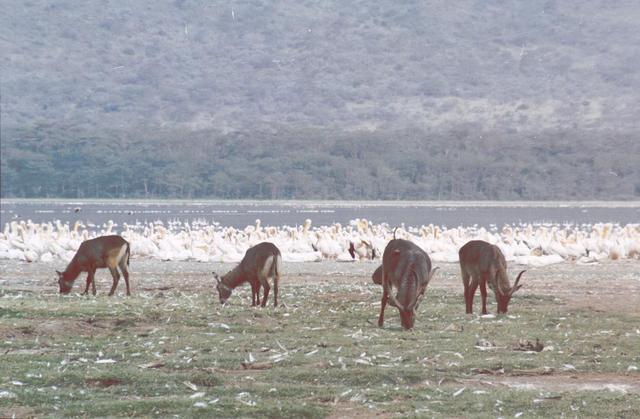 00waterbuck