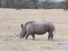 Image of rhino