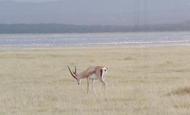 20gazelle