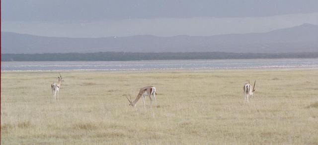 21gazelles