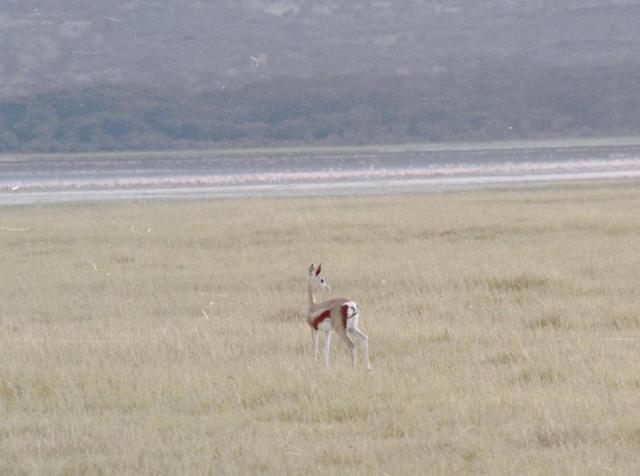 22gazelles