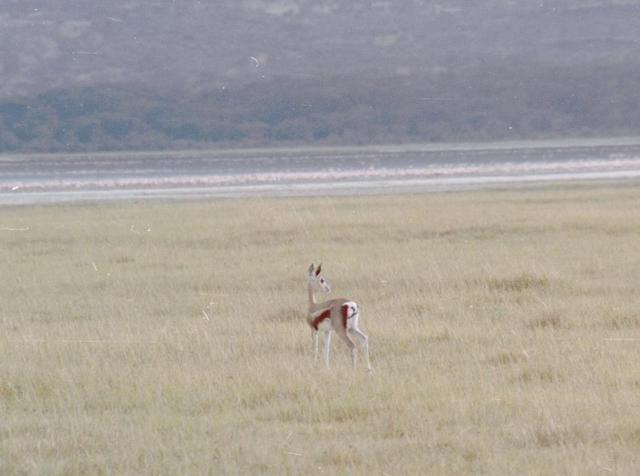 22gazelles