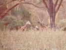 29giraffes
