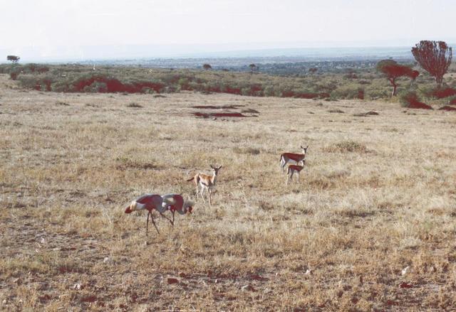 00gazelles