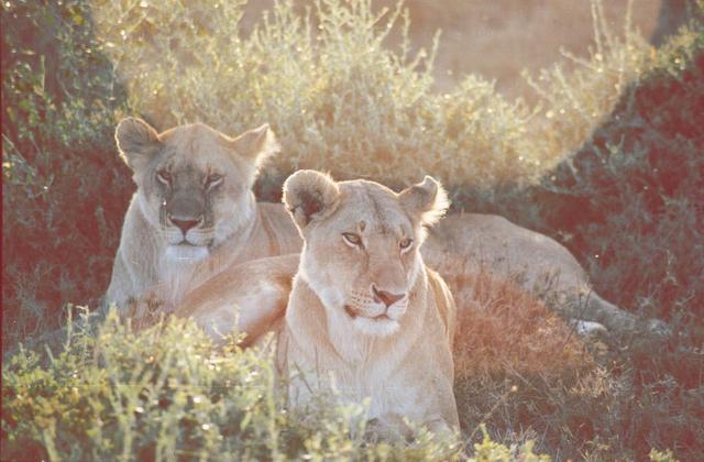 01lionesses