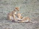 12lioncubs