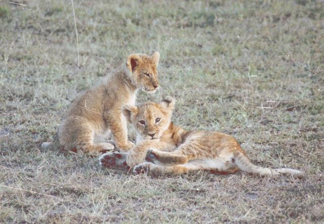 12lioncubs