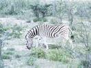 06etosha