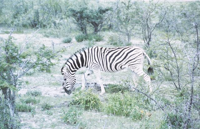 06etosha