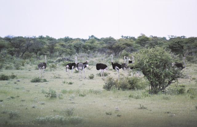 05etosha