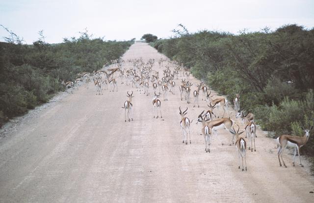 15springboks