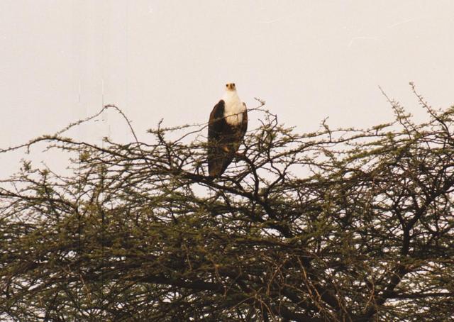 01fish-eagle