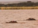 Hippos in Lake Baringo