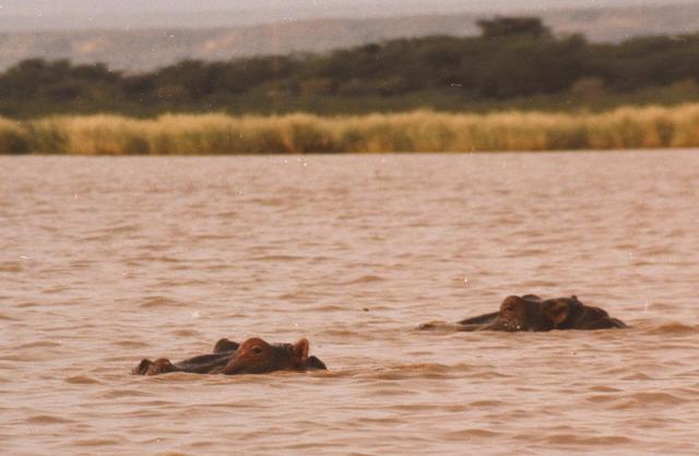 13hippos