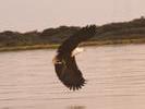 02fish-eagle