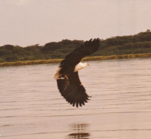 02fish-eagle