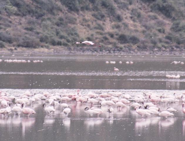 05Flamingos