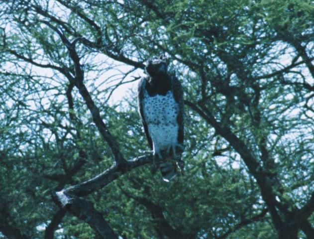 06crested-eagle