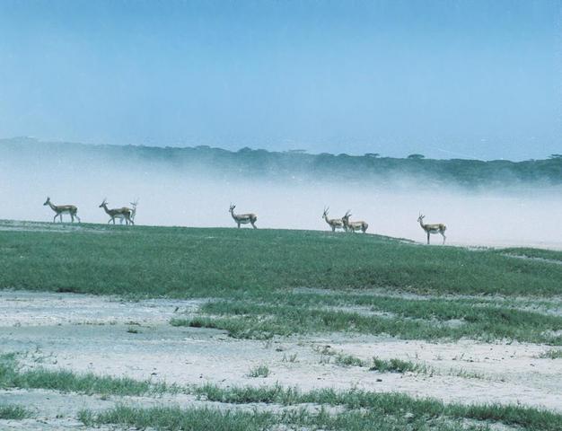 18gazelles