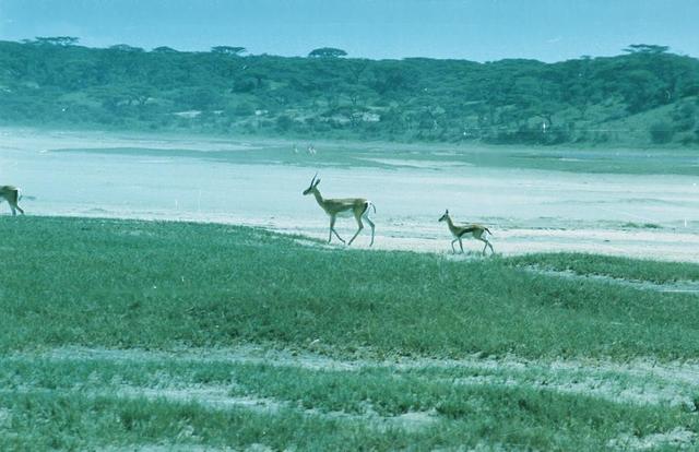 08gazelles