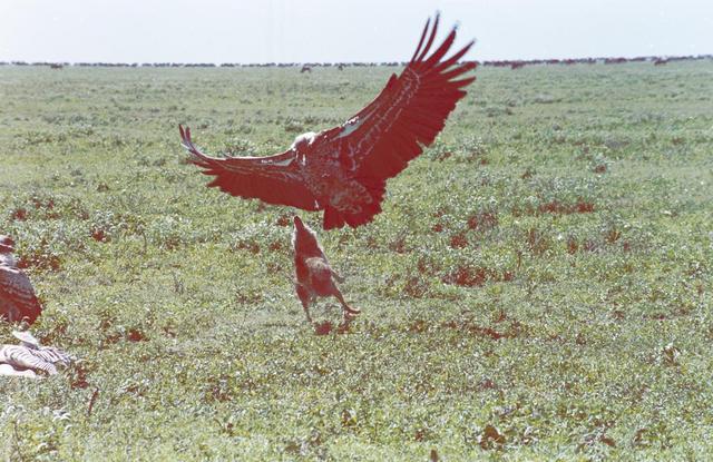 25jackel-vs-vulture