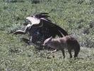 09jackal-vs-vulture