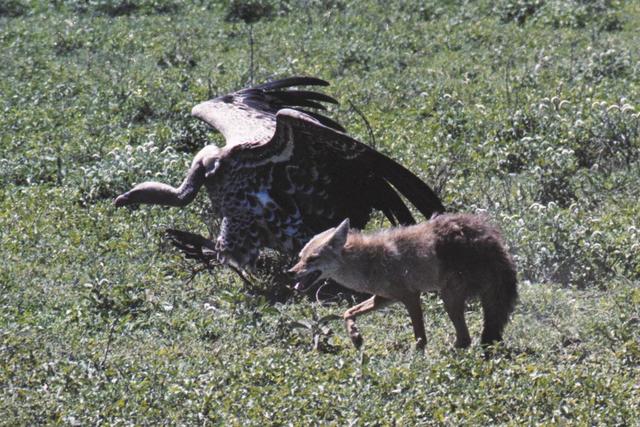 09jackal-vs-vulture