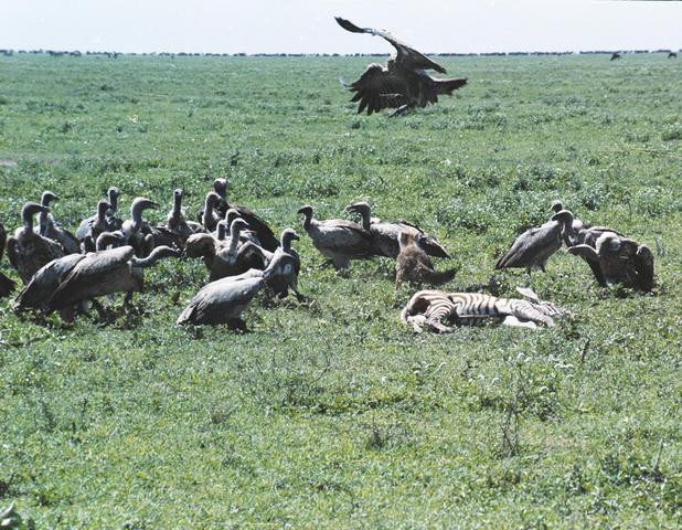 27jackel-vs-vulture