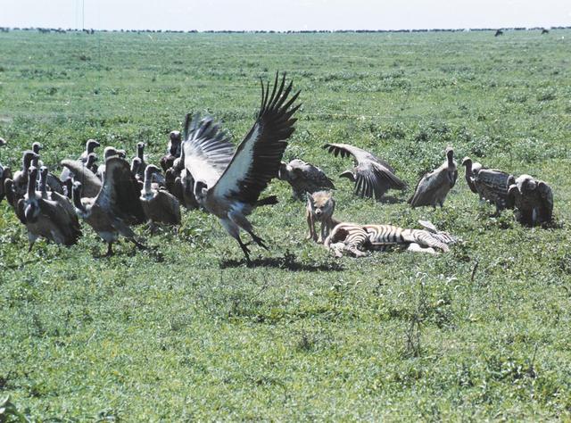 10jackal-vs-vulture