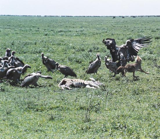 29jackel-vs-vulture