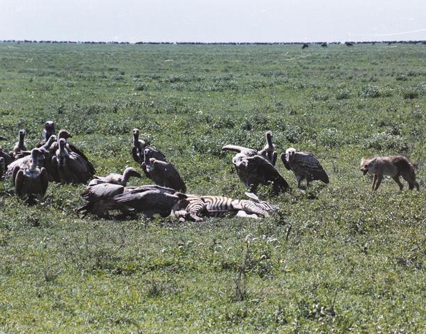 12jackal-vs-vultures