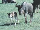 Mother Wildebeest and calf