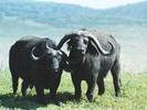 Pair of Cape Buffalo
